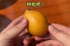 用枇杷里的种子种植，历时8个月长成小树了