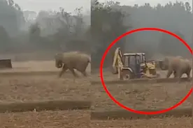 大象闯入村庄，村民直接开挖掘机对抗，场面一度失控！视频封面