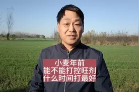 小麦控旺剂，年前能不能打，啥时间打效果好视频封面