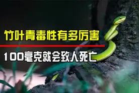 竹叶青毒性有多厉害，比五步蛇还要强，100毫克就会致人死亡