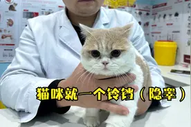 猫咪隐睾需要手术吗?这么漂亮的矮脚竟然就一个铃铛，那个在哪里