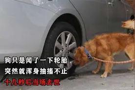 狗只是闻了一下轮胎，为什么浑身抽搐不止，十几秒后当场去世？视频封面