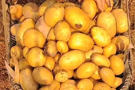 土豆别总炒着吃了，教你水煮土豆的懒人做法，绵软鲜香入味