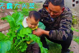 今年种出来一颗巨无霸大头菜，别看是巨无霸却很嫩，这样做真好吃