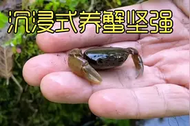 沉浸式养蟹坚强，野外发现一只没腿的螃蟹，养了一年居然重生？