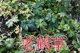 野老鹳草记载“救荒本草”，植物有3大用途，也是农业方面害草