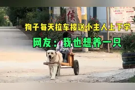 狗子每天拉车接送小主人上下学，网友：我也想养一只