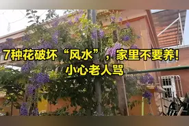 7种花破坏“风水”，家里不要养！小心老人骂