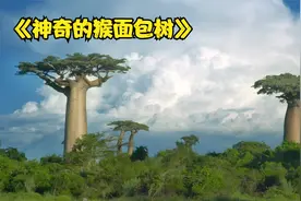 能吃能住能赚钱的猴面包树，一颗就能储存12000升的饮用水。