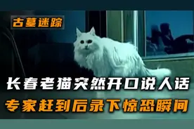 长春老猫开口说人话，邻居嘲笑老人痴呆，不料专家竟拍下诡异瞬间视频封面