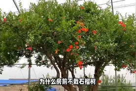 为什么房前不栽石榴树