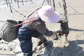 泰婶撸起袖子收竹筒，底下有紧紧黏着八爪鱼，这个还挺会冒泡的哦