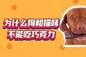 为什么猫狗不能吃巧克力？