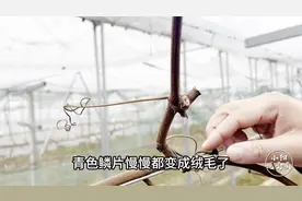 葡萄萌芽前的生长状态，都有哪些表现？我们实例来看一下