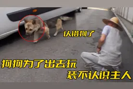 狗狗出门就装不认识主人，还变着法地想离家出走，网友：白养了！视频封面