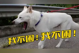 白狗失眠1个月没睡觉，连续溜达几小时都不困，原因却让主人无语视频封面