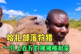 哈扎比部落狩猎成功，一只上百斤的狒狒被射杀视频封面