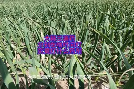 大蒜三遍药，在什么时间打，究竟打什么药视频封面