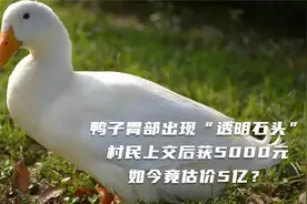 鸭子胃部出现“透明石头”，村民上交获5000元，如今竟估价5亿？视频封面