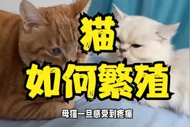 猫是如何繁殖的，为什么说母猫在交配过程痛苦不堪视频封面