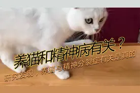 养猫和精神病有关？研究发现，养猫与精神分裂症有关是真的