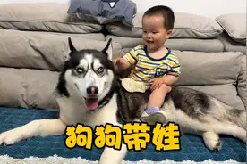 狗狗超级疼爱小主人，任由宝宝把自己当马骑，温情画面超感人视频封面