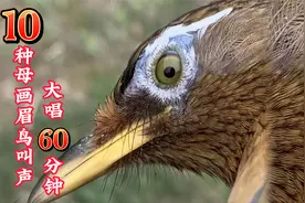 10种母画眉鸟叫声，大唱60分钟，值得收藏！