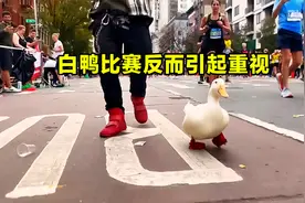 白鸭参加马拉松比赛，没想到竟超过其他选手，最终获得了奖牌视频封面