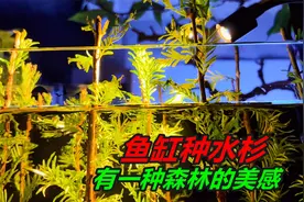 把水杉种在鱼缸里，有种水下森林的感觉，效果很棒的