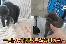 一只自带反骨的小猫咪，只要用手去指它就立即炸毛和主人干架