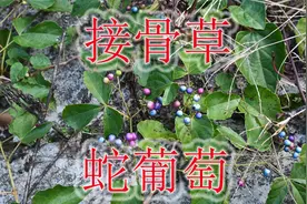 遇见“蛇葡萄”可别错过！植物俗称“接骨草”，叶子还可泡茶