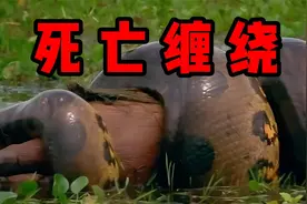 最致命动物水蚺，蛇界的重量级选手，将猎物缠绕一击致命