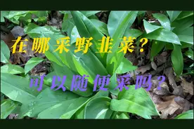 你见过野韭菜吗？你认识熊葱吗？