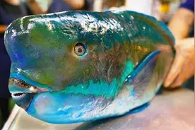 国外刀手宰杀苏眉鱼，用超过六斤大的稀有鱼，做成生鱼片刺身