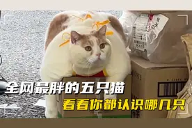 全网最胖的五只猫，看看你都认识哪一个！视频封面
