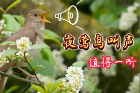 夜莺鸟的叫声，叫声婉转动听，值得欣赏一下！