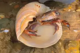 沙滩上出现一片彩色的贝壳！各式各样的五颜六色太漂亮了！