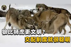 其实狼比狮虎更聪明？只有狼王能交配，其它狼的发情期怎么解决？视频封面