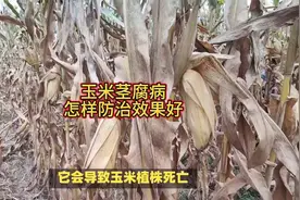 玉米茎腐病，怎样防治效果好