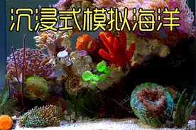 沉浸式模拟海洋，历经九十天打造一个迷你海底世界，太神奇太好玩