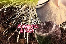 生根粉到底要怎么用？这里分享实用方法，看看你做对了没视频封面