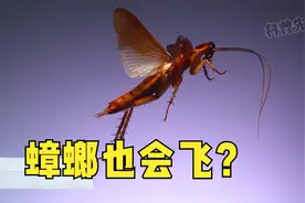 蟑螂也会飞，更会跳，慢镜头解析 #生物科普 #观察昆虫 #科普一下