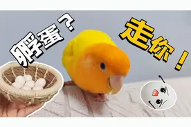 小鹦鹉连下8枚蛋，刚生完就掀窝？