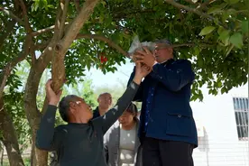 老妈请老师傅来压条繁殖果树，老爸现场学习，看他的技术怎么样？