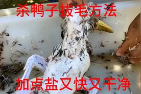 杀鸭子拔毛方法很简单的，加点食用盐就可以了，去毛又快又干净.