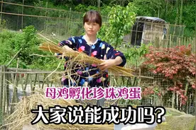 珍珠鸡终于下蛋了，阿英让母鸡帮忙孵蛋，大家说说看能成功吗？