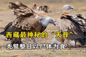 西藏最神秘的“天葬”，被奉为神鸟的秃鹫，整日以尸体为食视频封面
