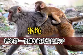 真的感觉毛骨悚然了，猴绳竟是这样来的，新年第一个翻车的是猴子