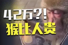一只猴子42万！我的身价居然不如猴子视频封面