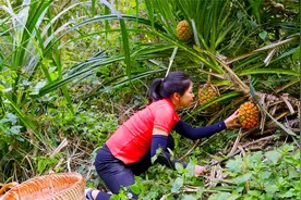 阿姐在野外发现一种奇怪的野果，居然长得像菠萝，赶紧摘一筐尝尝视频封面